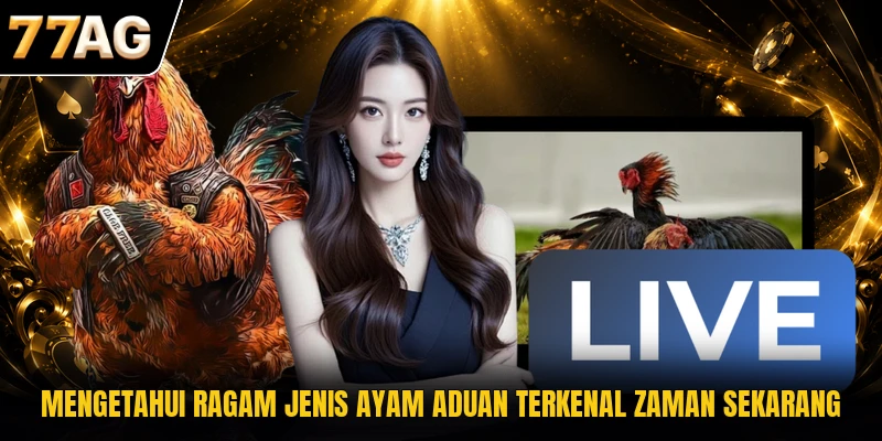 mengetahui-ragam-jenis-ayam-aduan-terkenal-zaman-sekarang